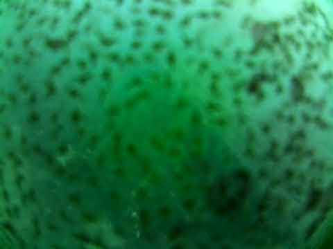 Edithburgh Live by AusOcean 08/08/2023