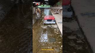 Download lagu Cowdung Cleaning Robot mp3