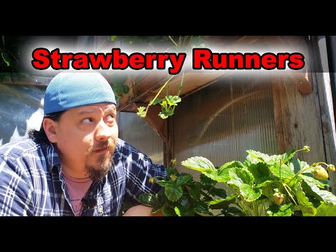 Strawberry Plant Revival Make More And More Strawberry Plants