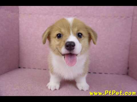 10/10雙色柯基犬母幼犬2號