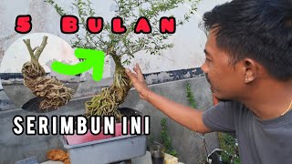 Download lagu Update bahan bonsai saeng simbur micro vietnam gaya niagari mp3