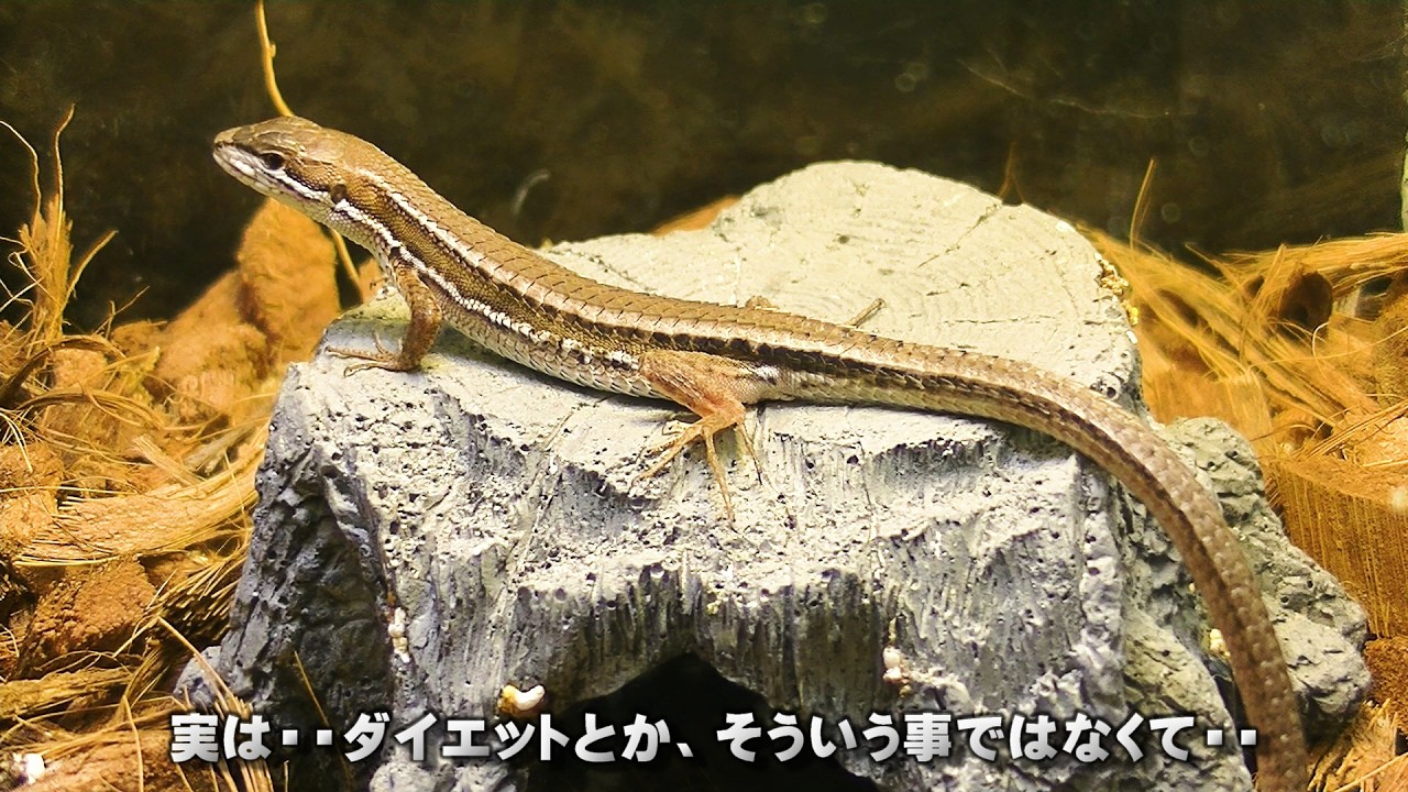 【ニホンカナヘビ飼育】#10 太っていた原因が判明しました。