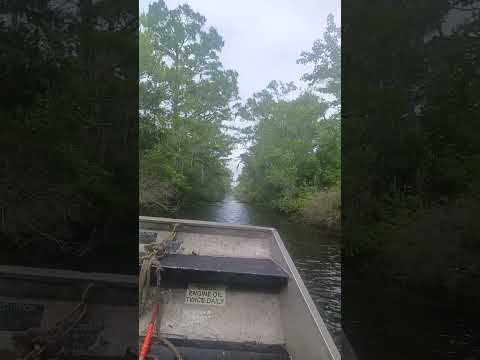 swamp of Lake Maurepas