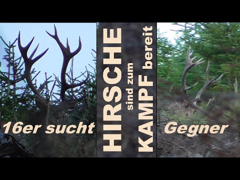 16er Hirsch zum Kampf bereit ! - sucht seinen Gegner
