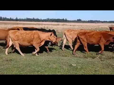 Tropa de 47 vacas preñadas nuevas en Colonia Tabay, Corrientes