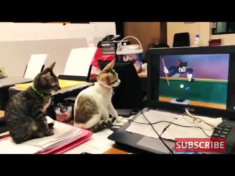 Cat watching tom and jerry || #tomandjerry #woofzi