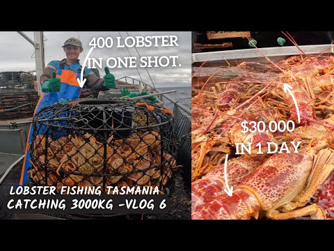 Ep-6. $30,000 of LOBSTER in 1 day, our best day FISHING! Catching 3000kg of Rock Lobster.