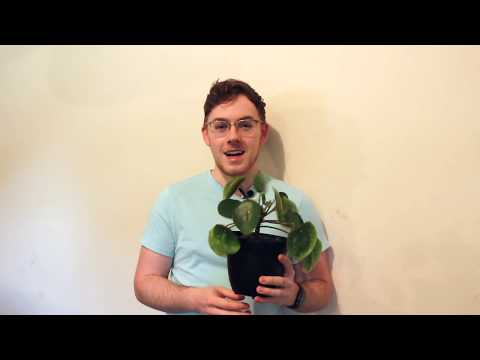 Houseplant Care Guide :: Pilea Peperomoides