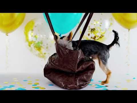 PETLOVERS CHAT LLC