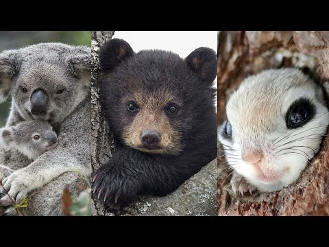 TIER DOKU | Kuriose Fakten über Tiere (Koalas,  Flüghörnchen und Bären) #tiere #koalas #bären