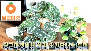 당근마켓 식물 사는법과 과정!! 희귀 스킨답서스 득템했어요!!