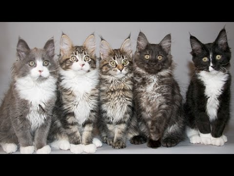 The Dazzling Variety of Maine Coon Kittens