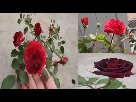 Aaj main kuch offline Rose plant li...