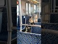 Birdie Chilling Inside Dart Train | Dallas