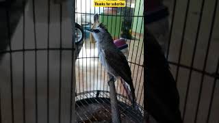 Download lagu Pesona trucuk jawa #shorts mp3 Download lagu Pesona trucuk jawa #shorts mp3