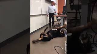 Professor brings his dog to class to help with nerves before a big quiz