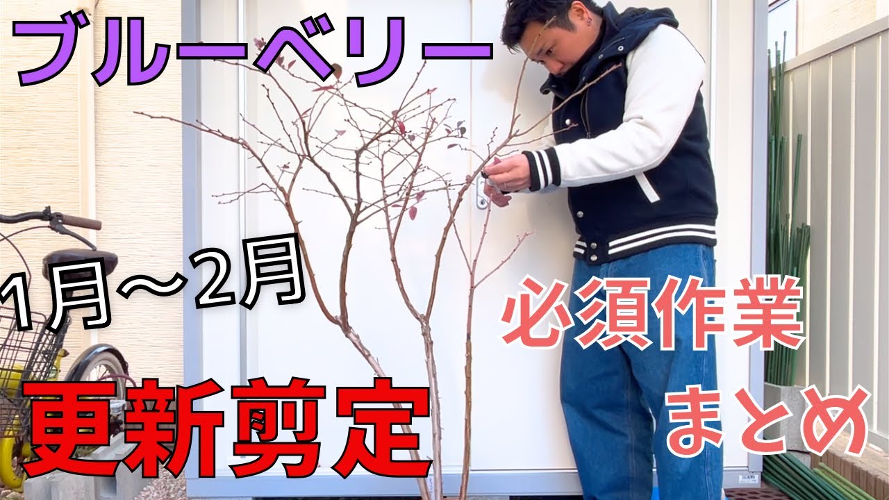 【ブルーベリーの冬剪定】植木鉢5年目2025.1