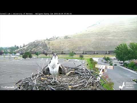 Lele Fledges From Hellgate Osprey Nest! – August 5, 2018