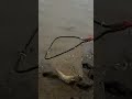 Video Thumbnail for Catfish At #Assiniboine River Manitoba.