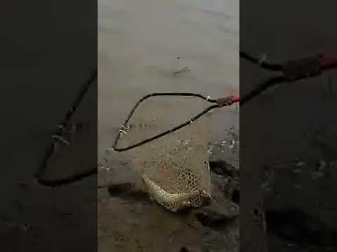 Catfish At #Assiniboine River Manitoba.
