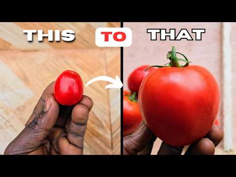 Can one tiny tomato grow a huge plant? My backyard experiment | Dr. OBI's Garden | Tomato planting |