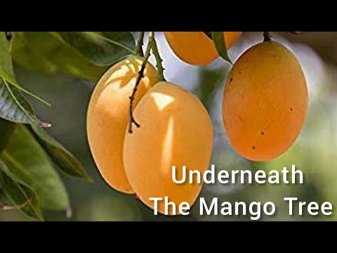 Underneath the Mango Tree - Cibelle