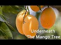 Underneath the Mango Tree - Cibelle