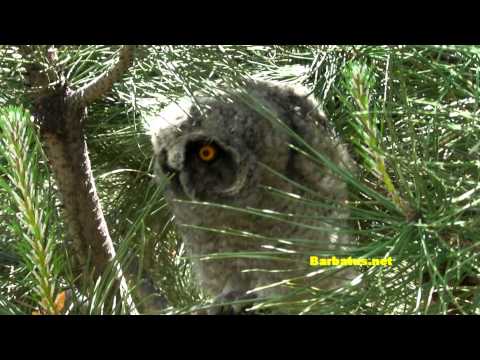 Buho chico ( Asio otus ) Long-eared owl