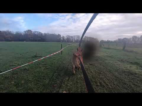 12. Schlittenhunderennen Ströhen 2021