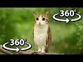 Find Meowl In 360