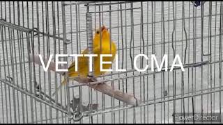 VETTEL CMA