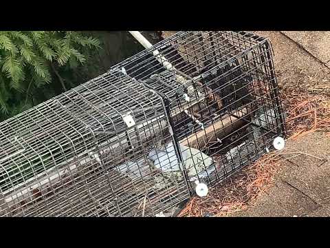 Raccoons Find More Than One Way to Infest Home in Middlesex, NJ