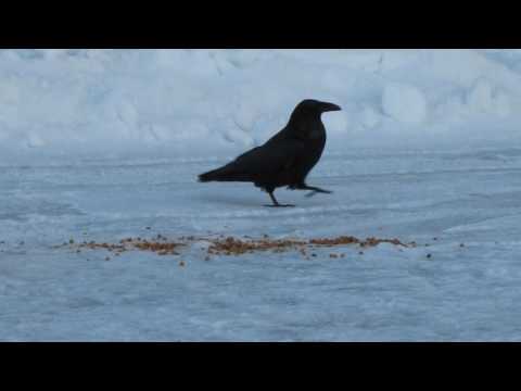 Northern Ontario Outback, Ravens having a snack