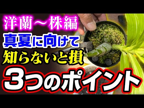 モンキーヘッドランの手入れ方法は？水やり、肥料、剪定…ドラキュラシミアを幸せにする7つのヒント！  庭園