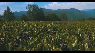 8191045 uhd 4096 2160 30fps 1
