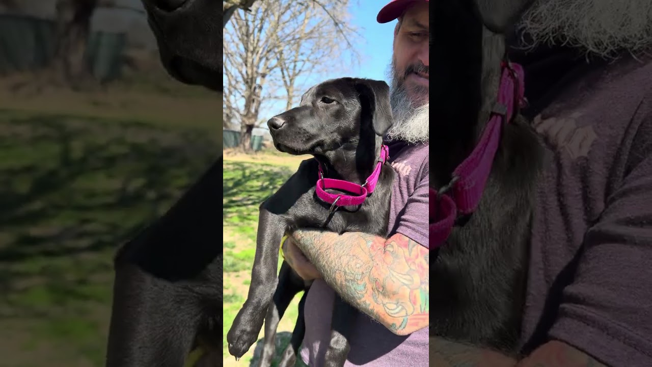 Enlarge Ella Bella, a ADOPTABLE mixed breed in Franklin, TN video 6/6