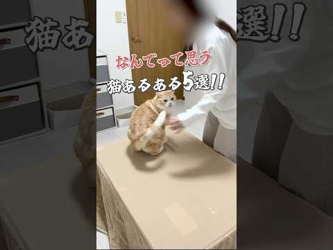 私の猫はとても静かなのですが、一体何が原因でしょうか?