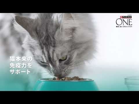 ピュリナについて詳しく解説