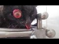 21июня Покалеченная черная кошка 