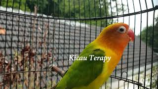 Download lagu LOVEBIRD NGEKEK PANJANG GAYA MEWAH COCOK JADI PANCINGAN LOVEBIRD PAUD AGAR IKUTAN NGEKEK PANJANG mp3 Download lagu LOVEBIRD NGEKEK PANJANG GAYA MEWAH COCOK JADI PANCINGAN LOVEBIRD PAUD AGAR IKUTAN NGEKEK PANJANG mp3
