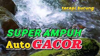 Download lagu Terapi burung super ampuh untuk semua jenis burung, gemericik suara air mp3