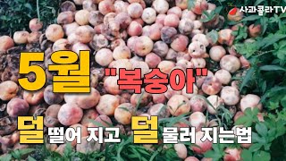 복숭아재배 5월 핵심 포인트