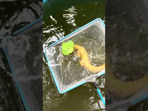 ചക്ക ബോംബ് തന്ന പണി...😄 | jack fruit in snake head tank | monster fish tank | snake heads