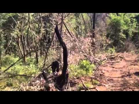 Scempio bosco Bellia 1