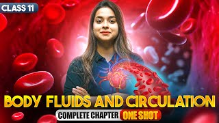 Body Fluids and Circulation Class 11 One Shot | NCERT Biology Full Chapter Revision | CBSE 2024-25