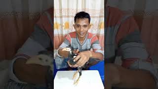 Download lagu how to choose 2 month old chicks mp3
