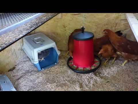 Die Hühner ziehen ein