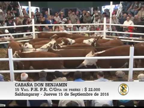 15-09-16 Venta de Vaq. P.C. y P.R. - Cabaña Don Benjamin - Saldungaray.