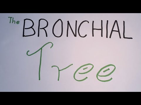 THE BRONCHIAL TREE - In Steps