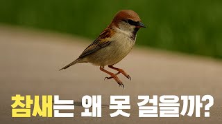 Download lagu [EN/ES] Why do sparrows run instead of walk? mp3